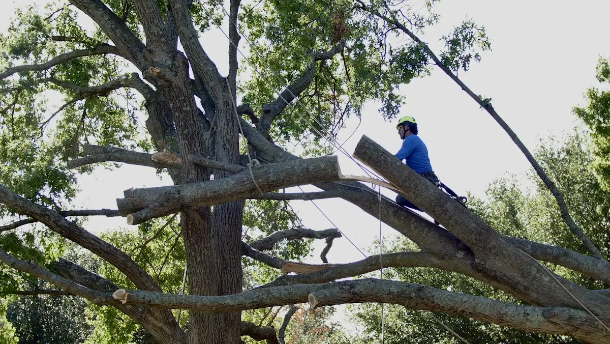Professional Crown Thinning performed by certified arborists in Durham