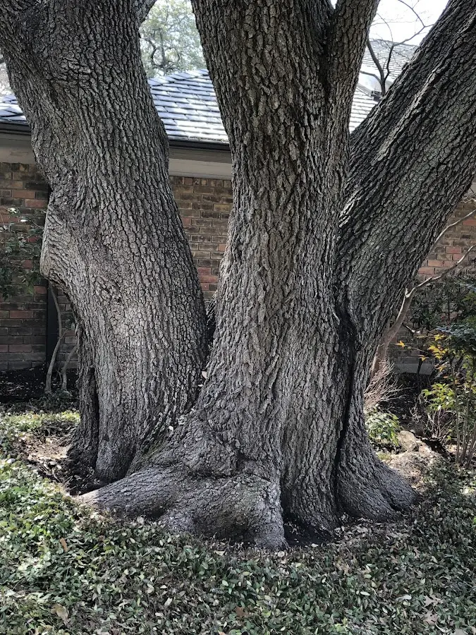 Mature heritage tree close to a Durham property cared for by certified arborists